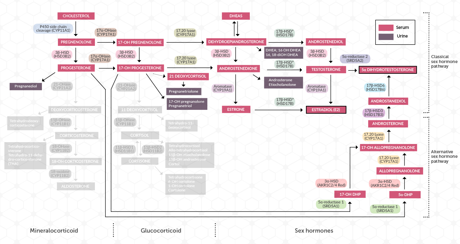 sp32436 | Steroid Pathways